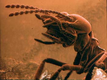 termites-2