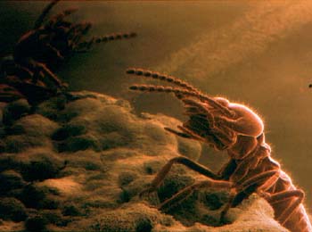 termites-3